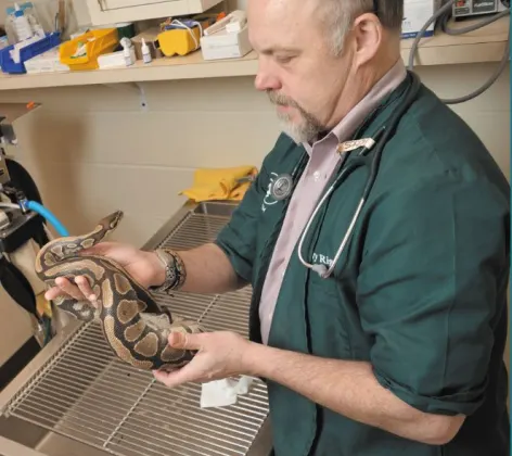 Staff caring for a snake