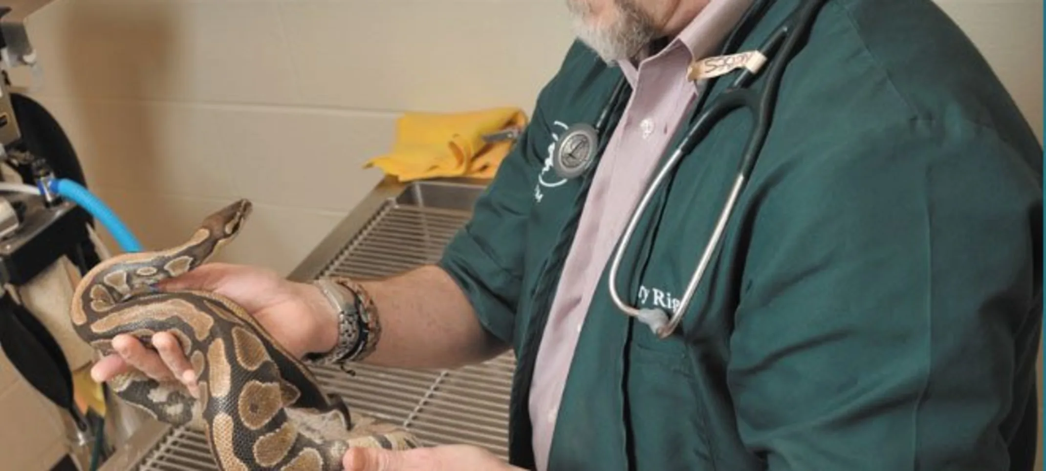 Staff caring for a snake Staff caring for a snake