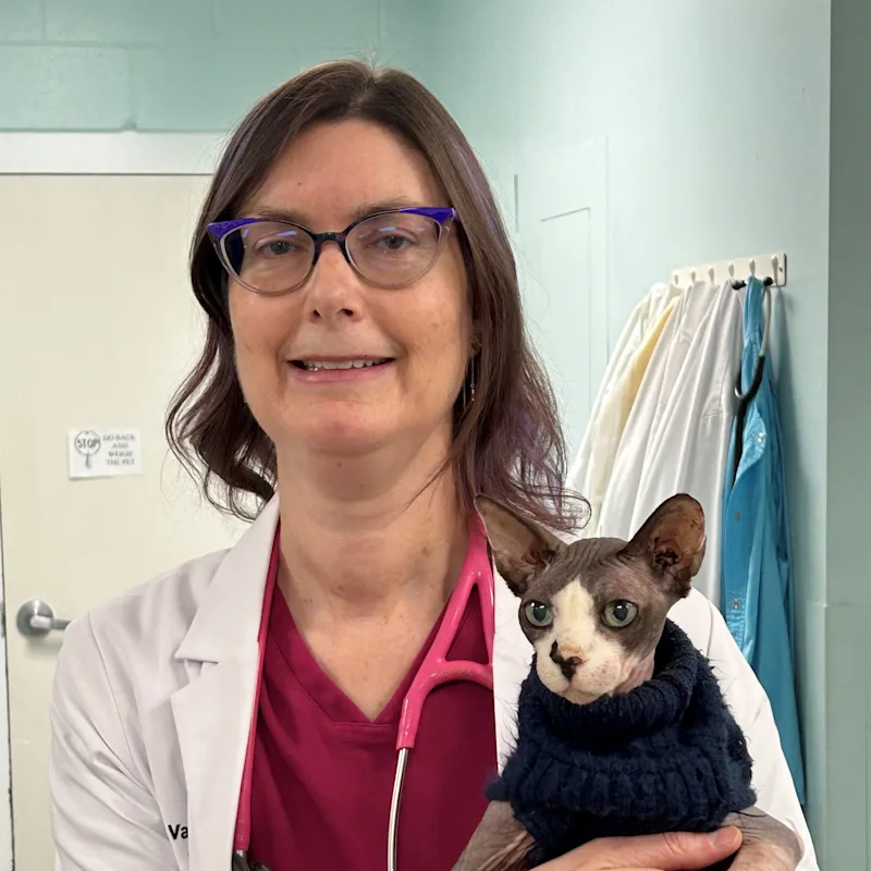 Dr. Amy Valenzisi Dr. Amy Valenzisi