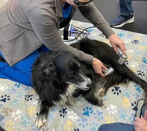 A dog named Tucker receiving laser therapy on his hind leg
