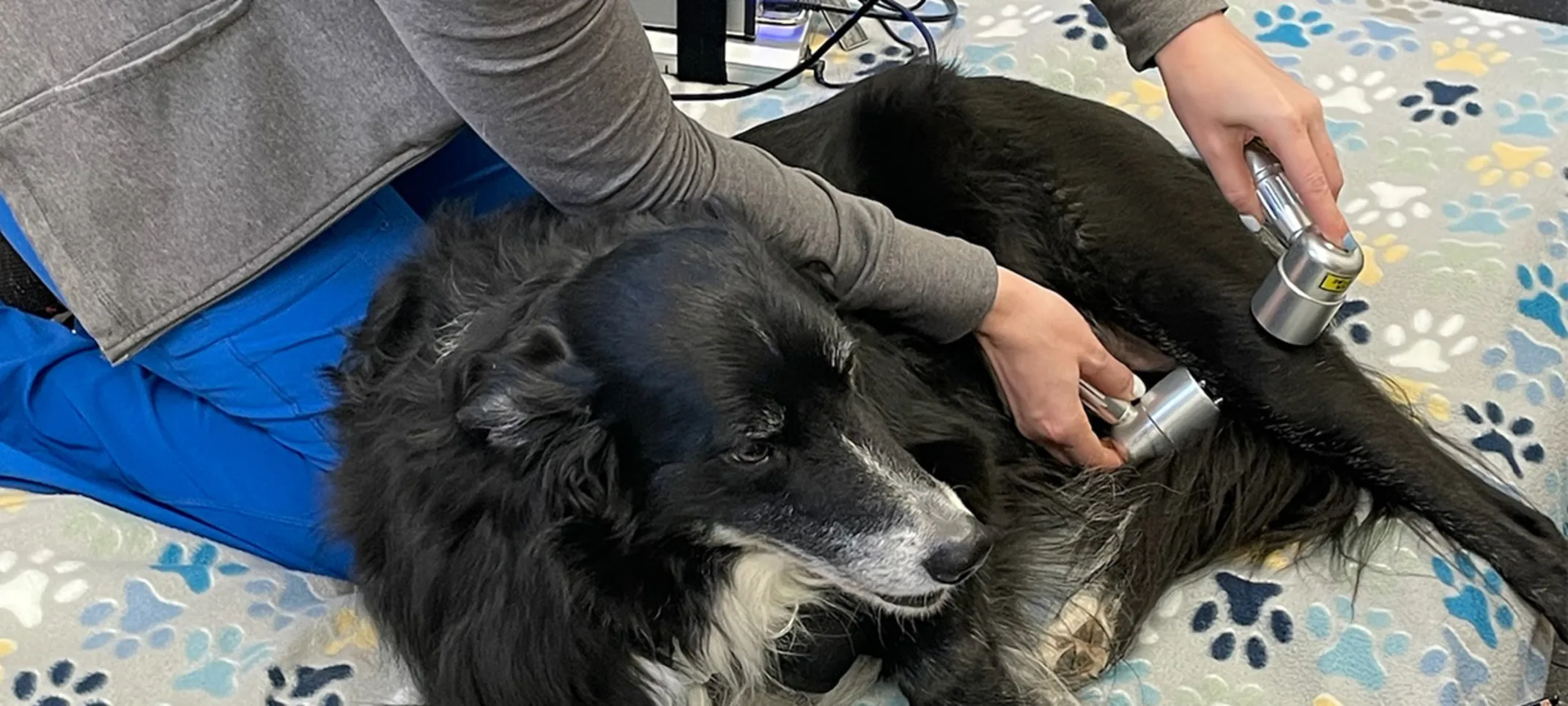 A dog named Tucker receiving laser therapy on his hind leg A dog named Tucker receiving laser therapy on his hind leg