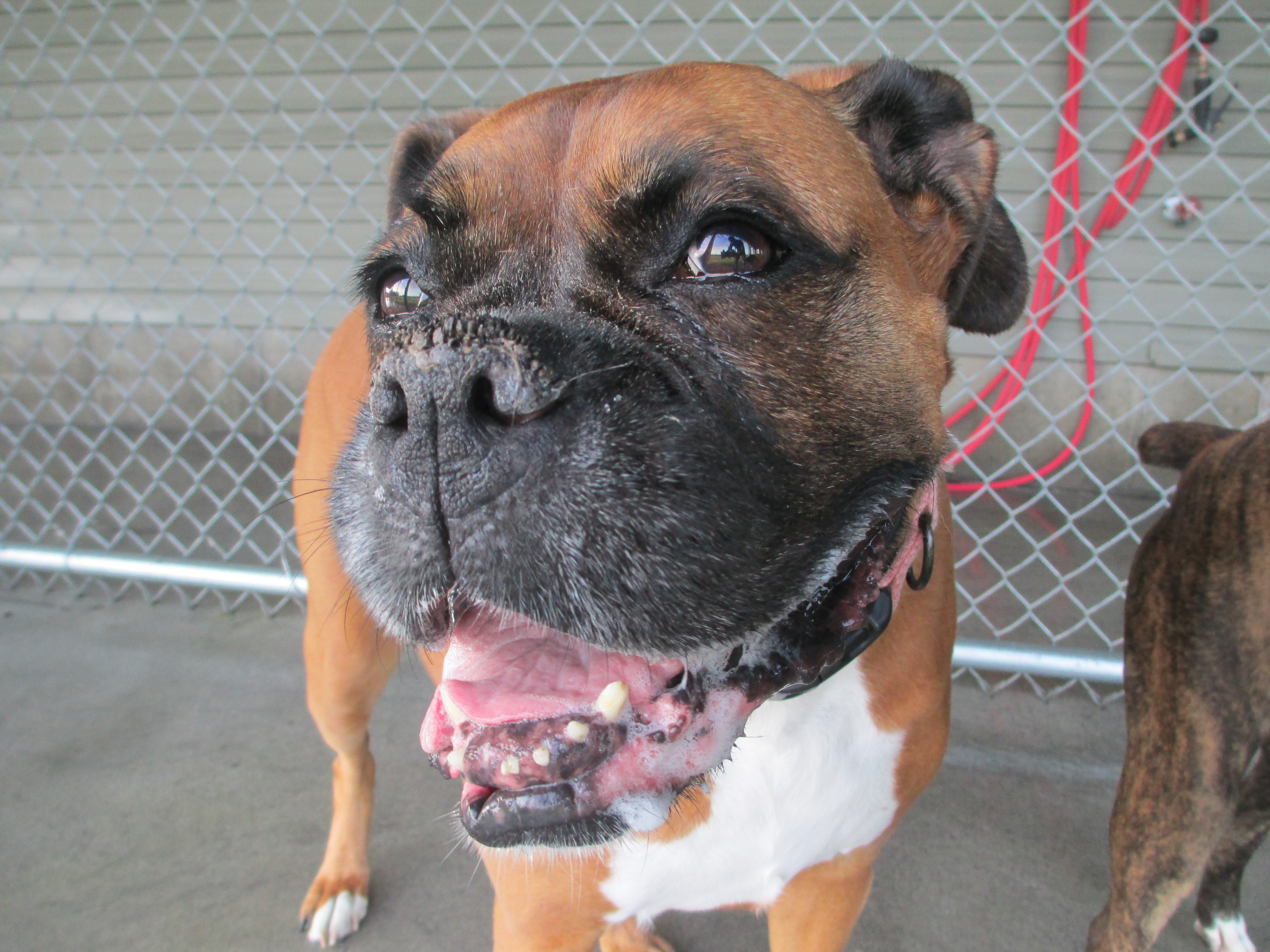 Waterville Veterinary Clinic Smiling Dog