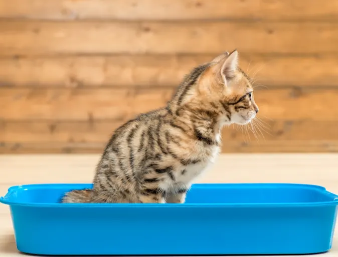 Cat sitting in litter box Cat sitting in litter box