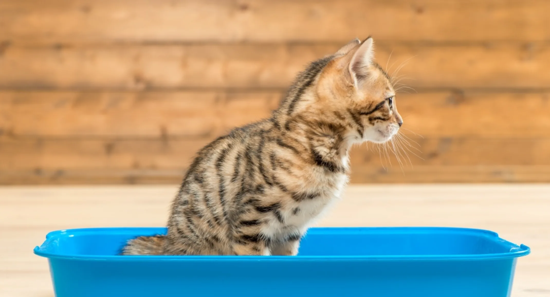 Cat sitting in litter box Cat sitting in litter box