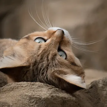 Cat laying on its back on a pile of rocks Cat laying on its back on a pile of rocks