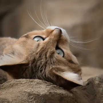 Cat laying on its back on a pile of rocks 