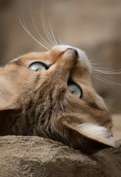 Cat laying on its back on a pile of rocks 