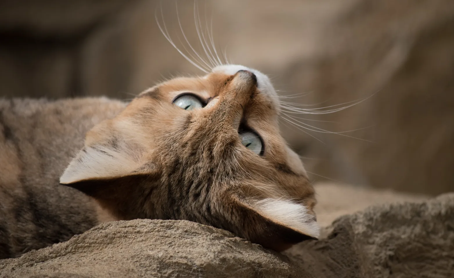 Cat laying on its back on a pile of rocks 