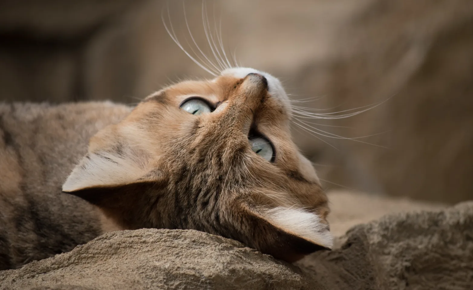 Cat laying on its back on a pile of rocks Cat laying on its back on a pile of rocks