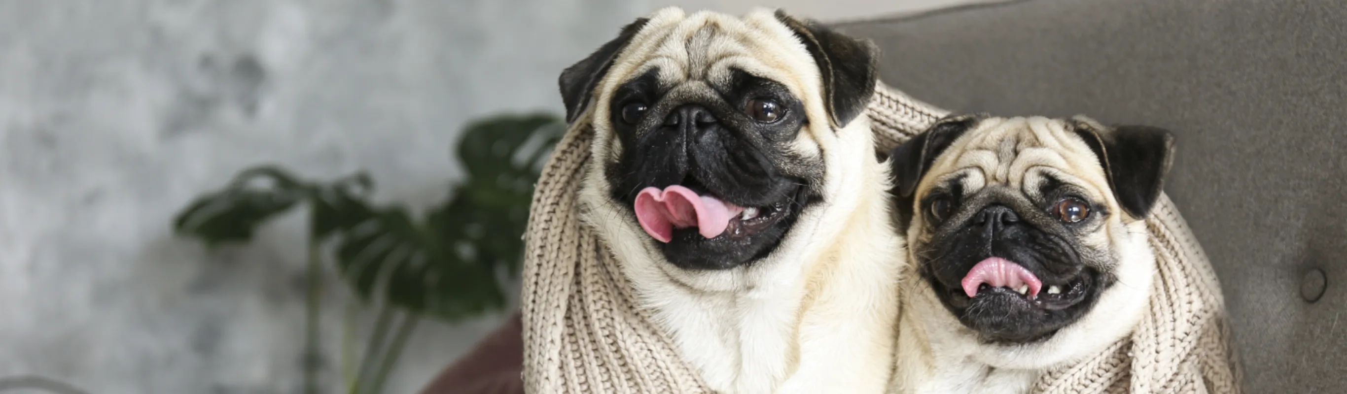 two pugs with blanker wrapped around them