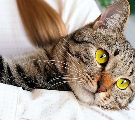Close up of a tabby cat being held. Close up of a tabby cat being held.