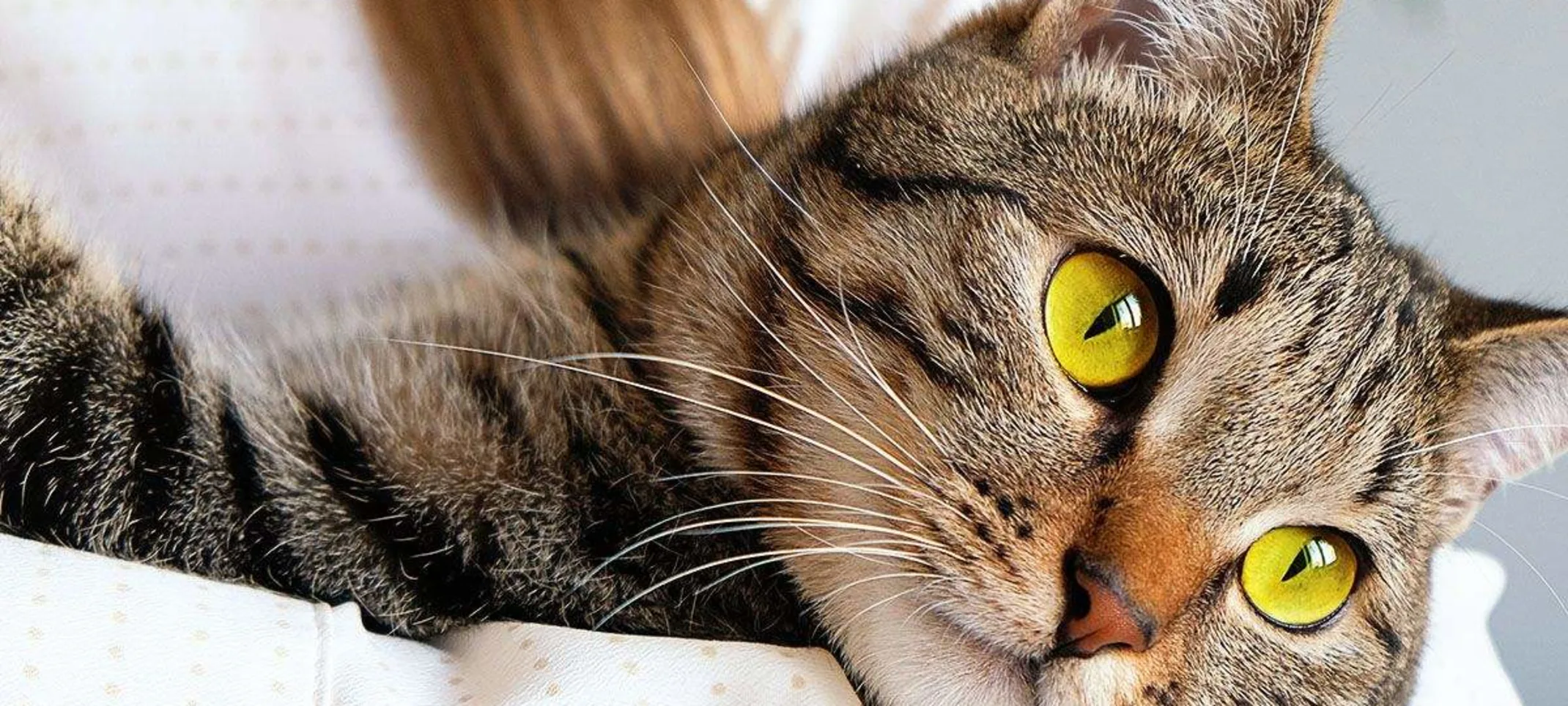 Close up of a tabby cat being held. Close up of a tabby cat being held.