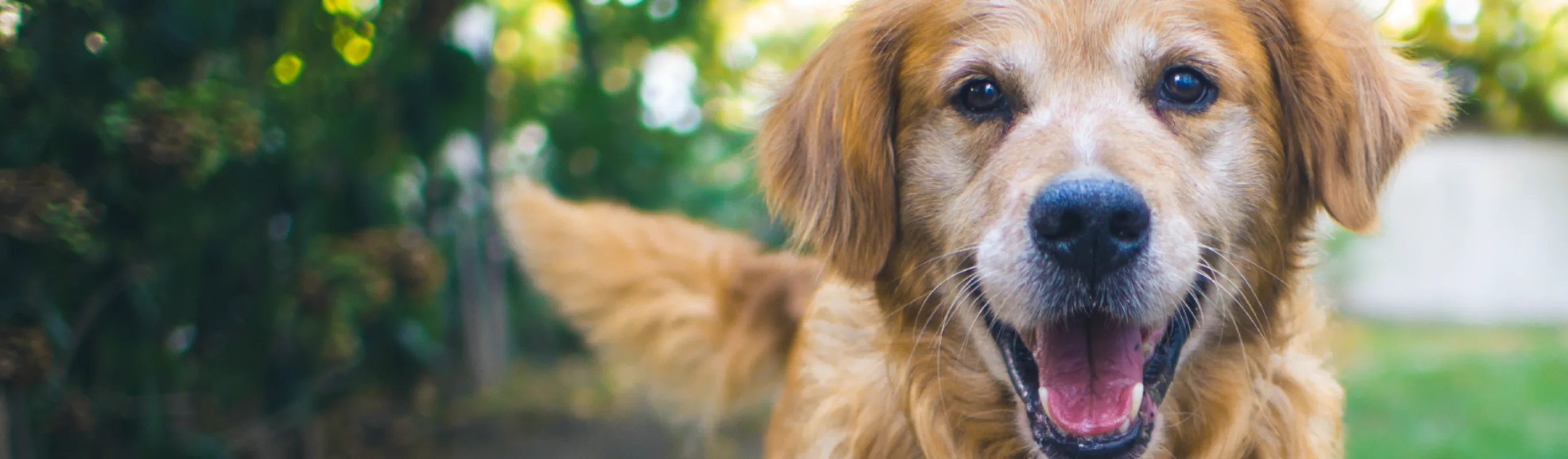 Dog smiling in the yard