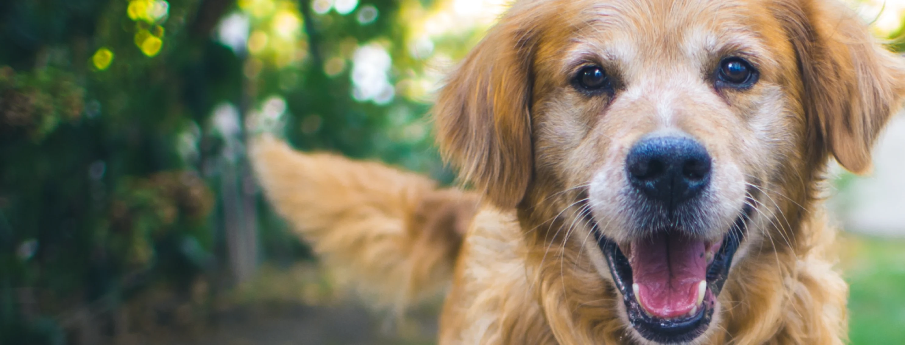 Dog smiling in the yard