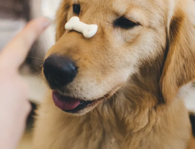 dog balancing bone on his nose
