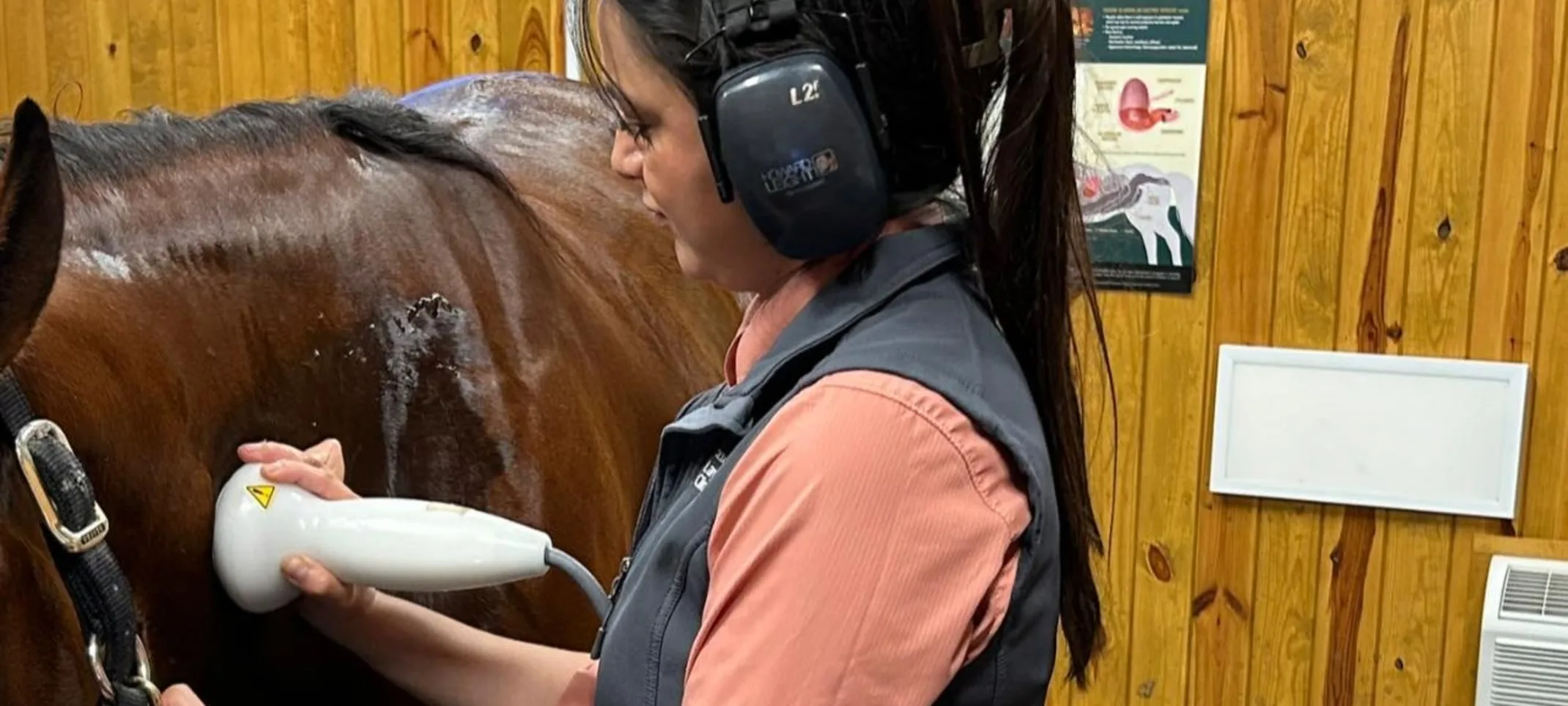 A vet giving shock wave therapy to a horse A vet giving shock wave therapy to a horse