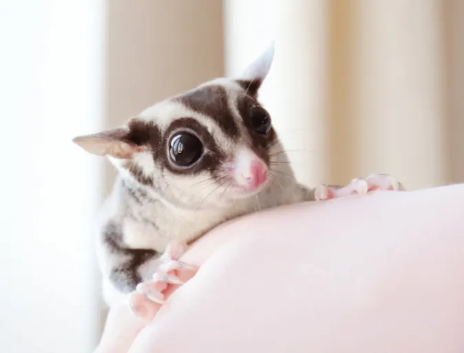 A sugar glider sitting on a person's shoulder A sugar glider sitting on a person's shoulder