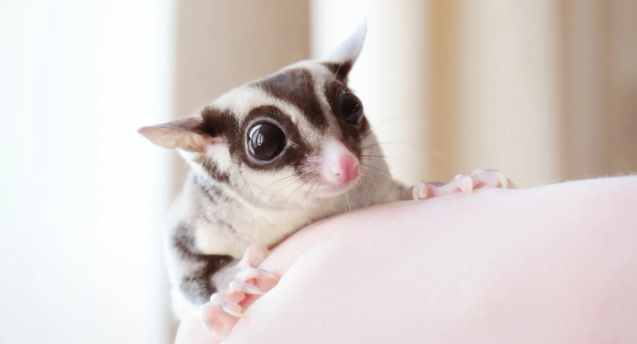 A sugar glider sitting on a person's shoulder A sugar glider sitting on a person's shoulder