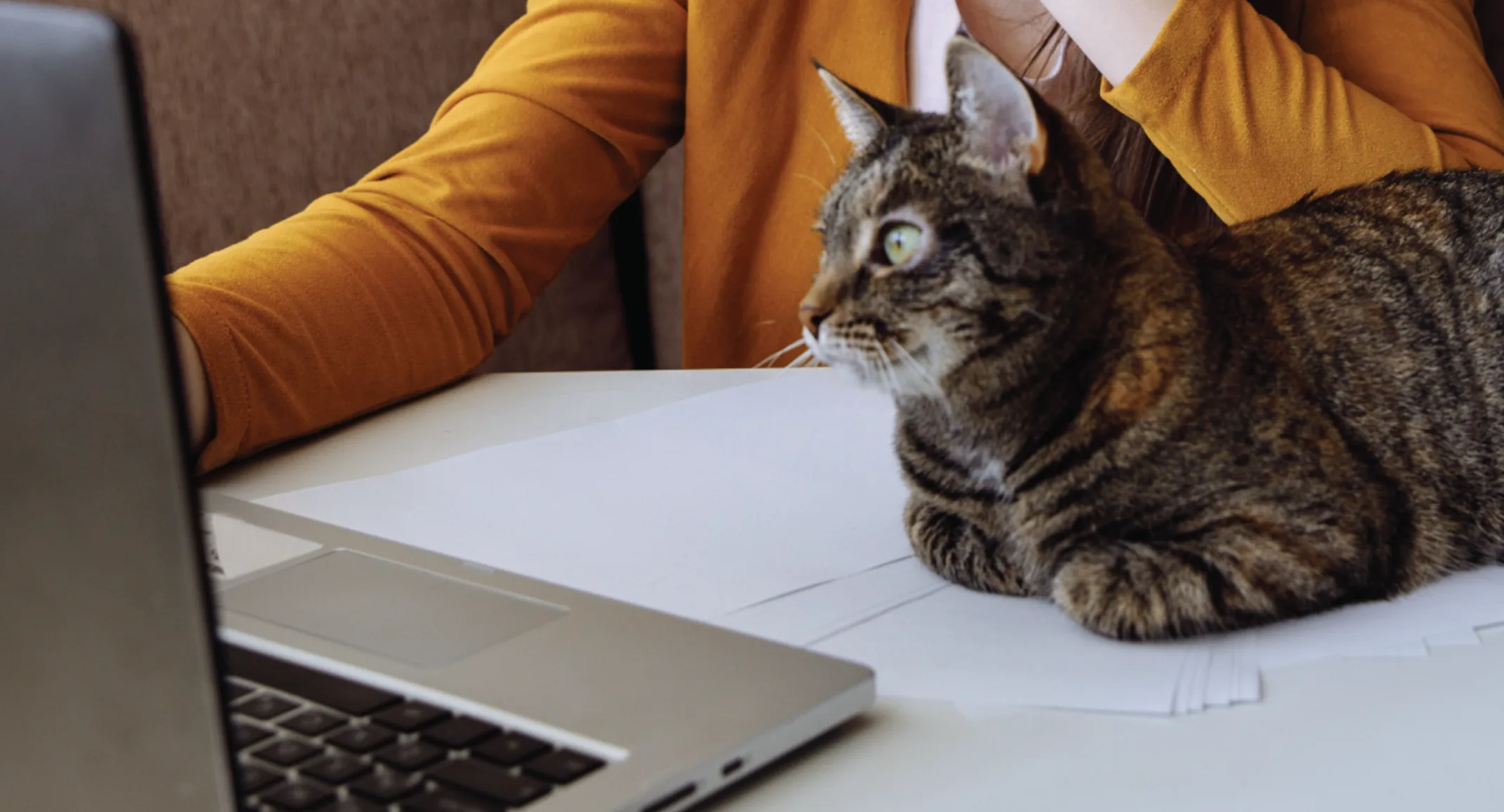 Cat staring at laptop screen