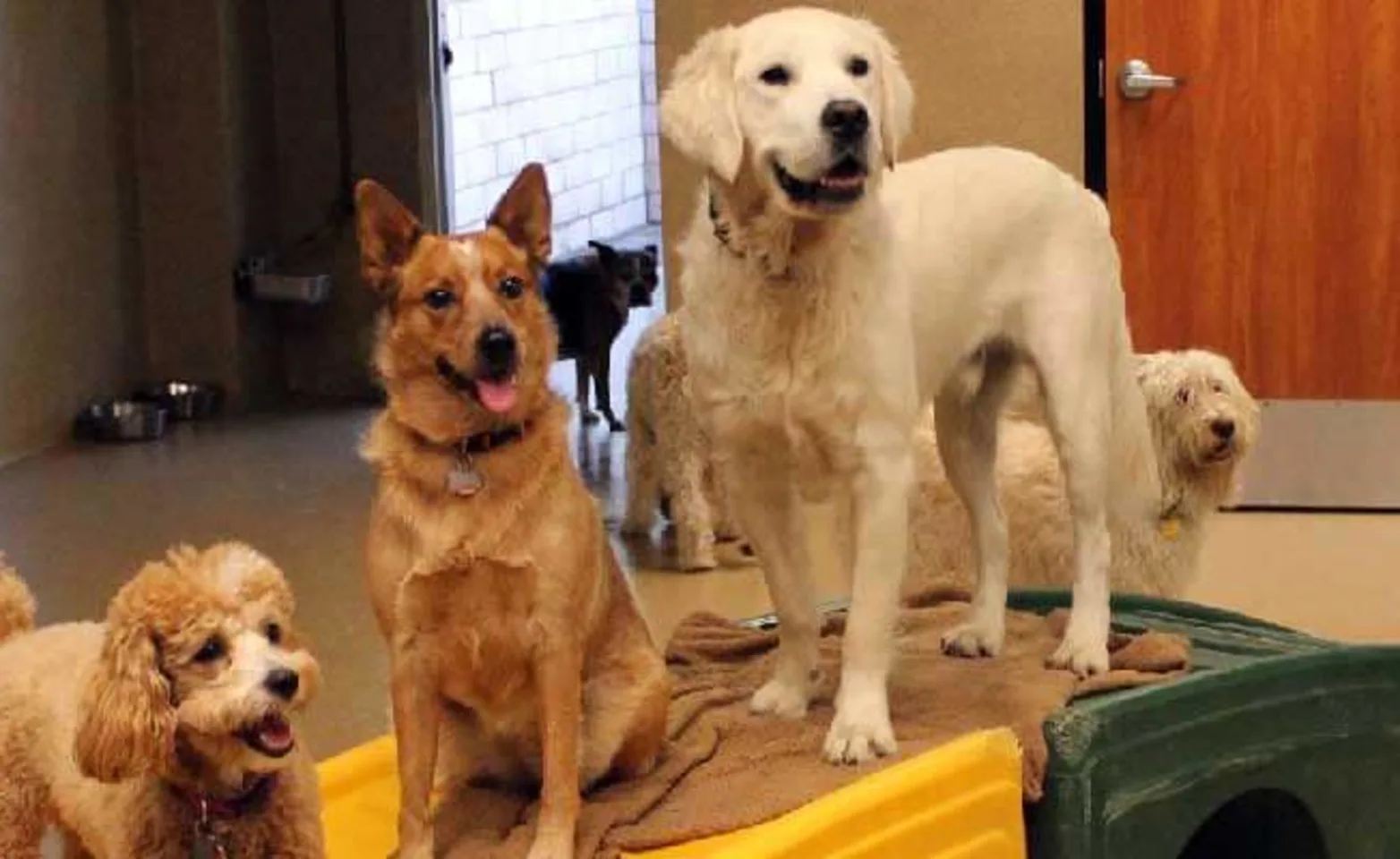 A group of dogs at Conejo Valley Veterinary Hospital A group of dogs at Conejo Valley Veterinary Hospital