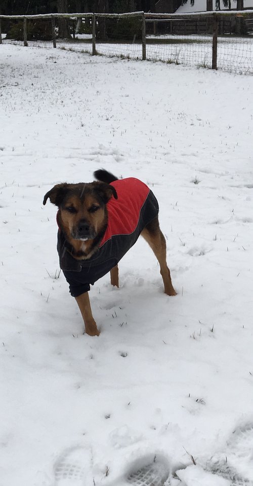 Dog with 3 legs in a red jacket posing in the snow