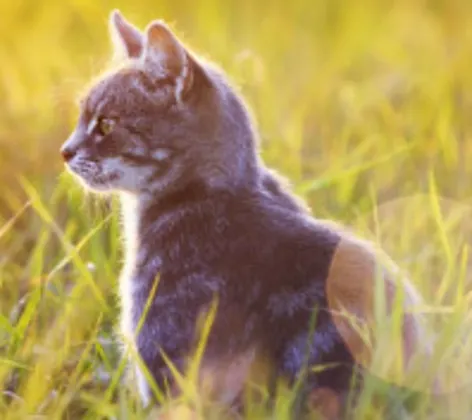 Kitten on grass in nature and sun Kitten on grass in nature and sun