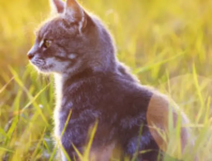 Kitten on grass in nature and sun