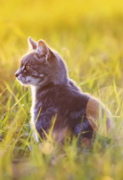 Kitten on grass in nature and sun