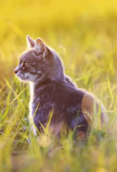 Kitten on grass in nature and sun Kitten on grass in nature and sun