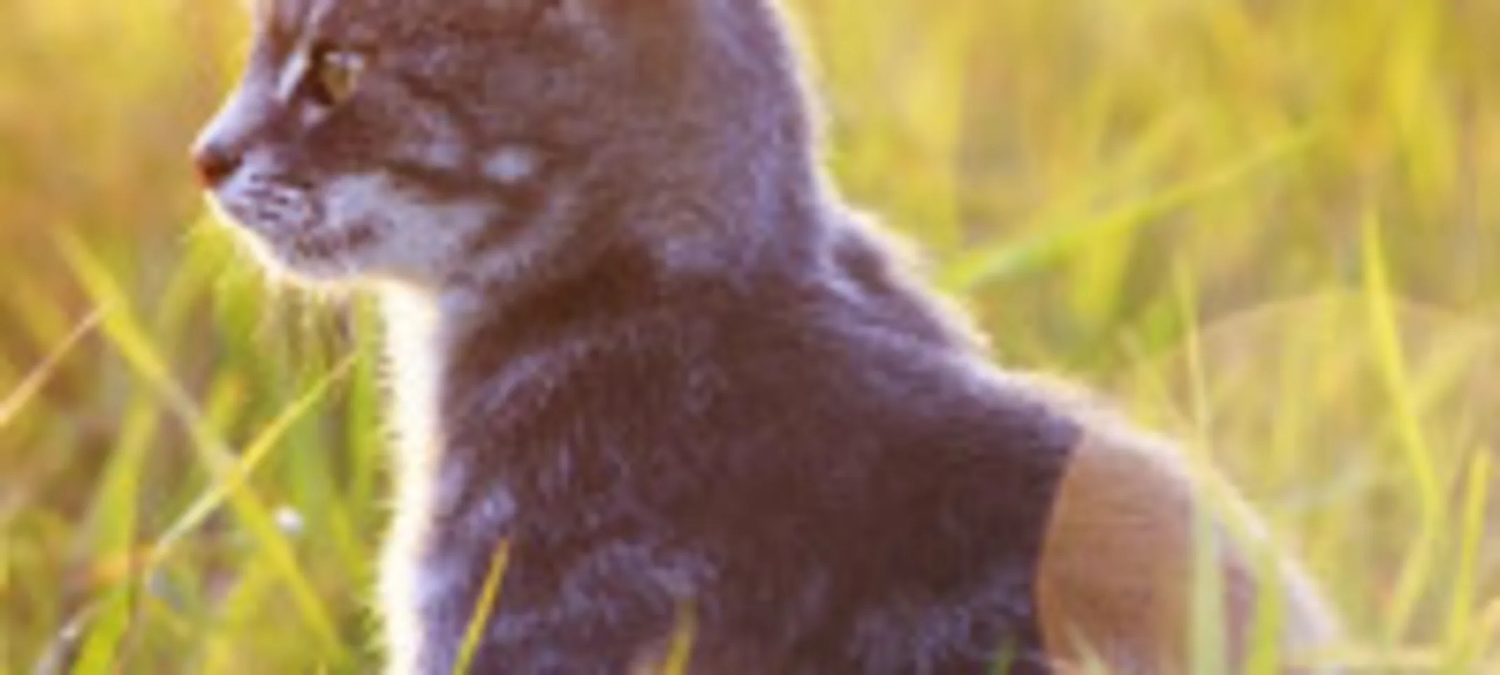 Kitten on grass in nature and sun Kitten on grass in nature and sun