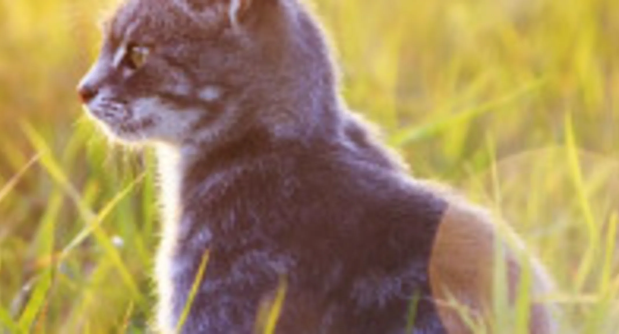 Kitten on grass in nature and sun