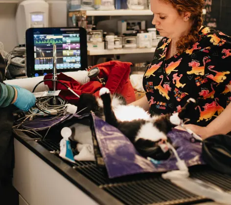 Two staff members caring for a black and white cat Two staff members caring for a black and white cat
