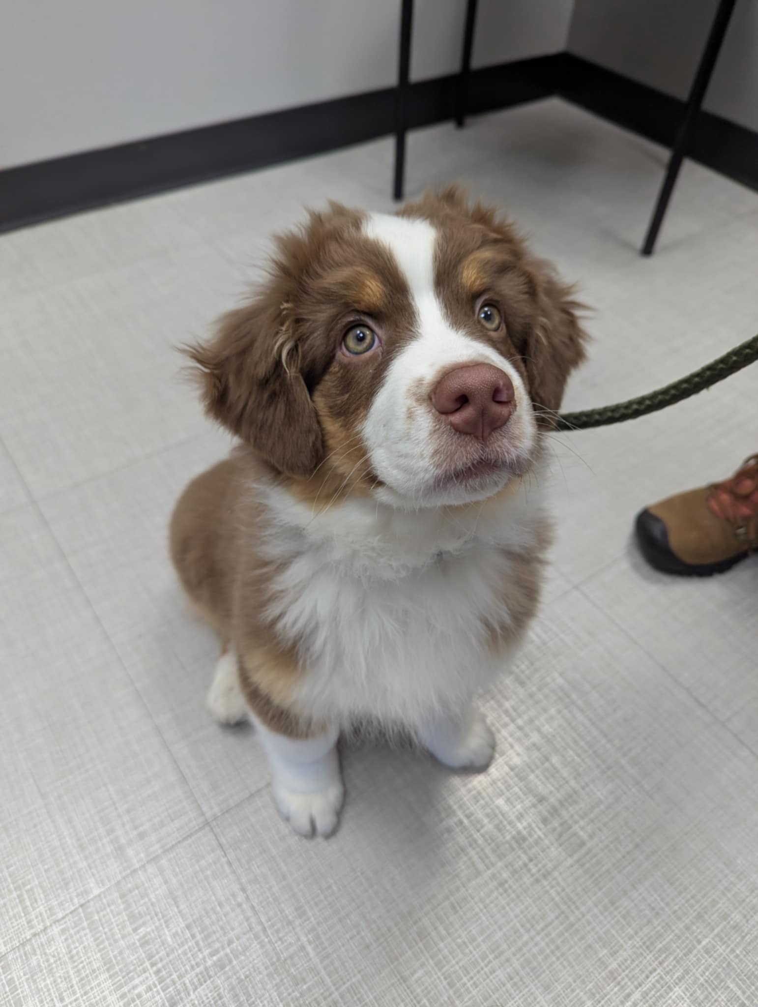 a brown australian shepherd