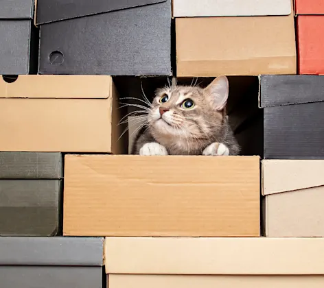 A cat sitting within a hole in a stack of shoe boxes A cat sitting within a hole in a stack of shoe boxes