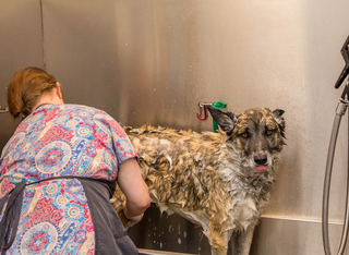 Poquoson Veterinary Hospital Grooming Room.  A big dog is getting washed in a grooming tub by a female groomer.