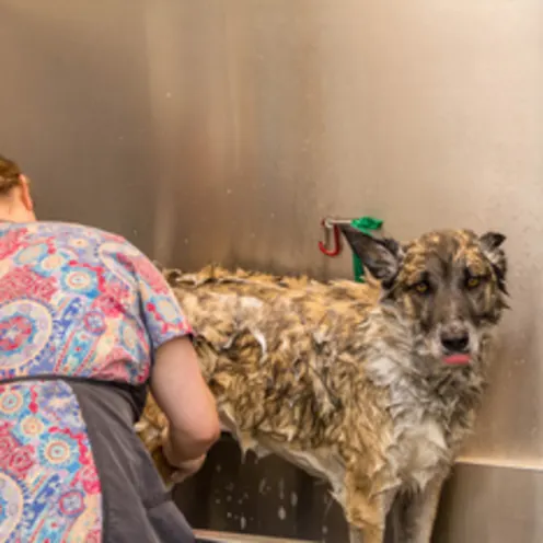 Poquoson Veterinary Hospital Grooming Room.  A big dog is getting washed in a grooming tub by a female groomer.