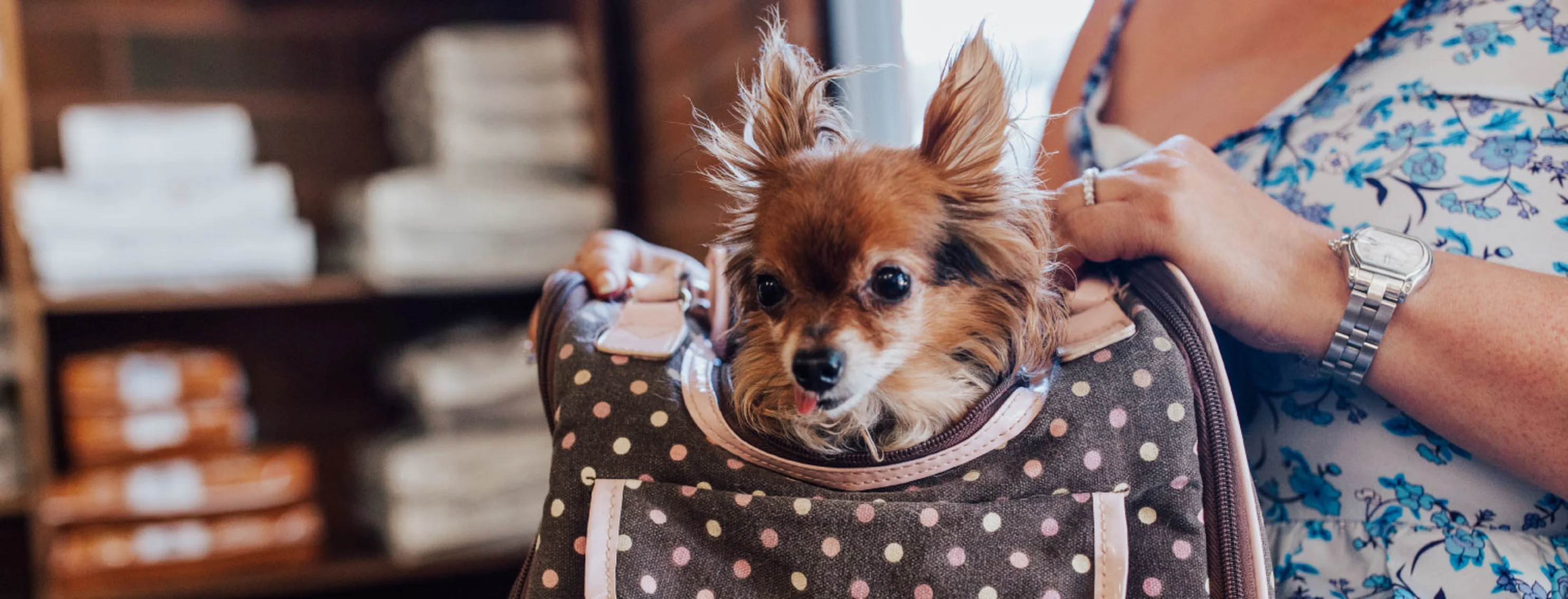 Pomeranian in Bag at Arroyo Vista Veterinary Hospital