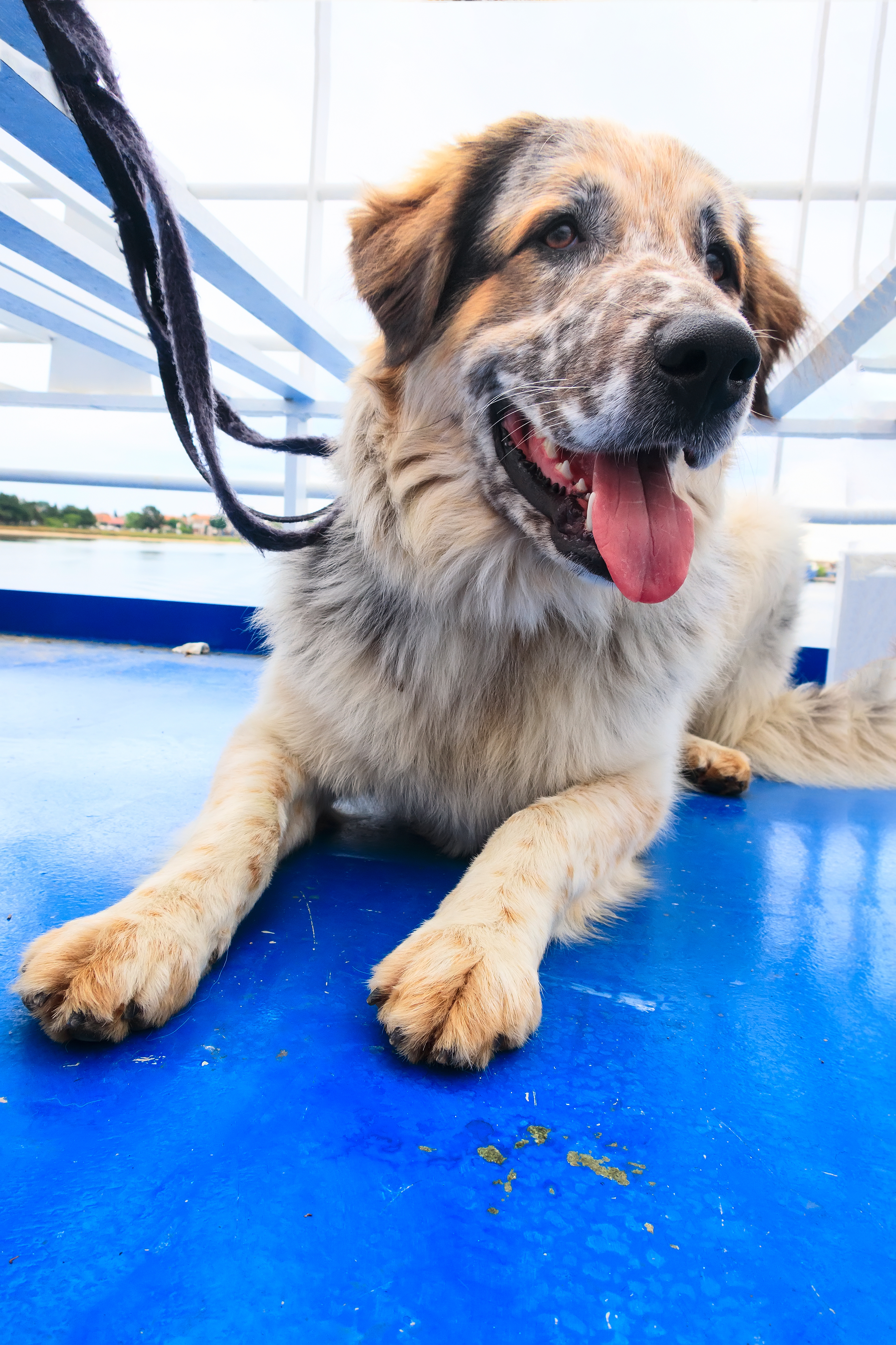 White and golden spotted dog laying down on a blue floor, smiling with tongue out.
