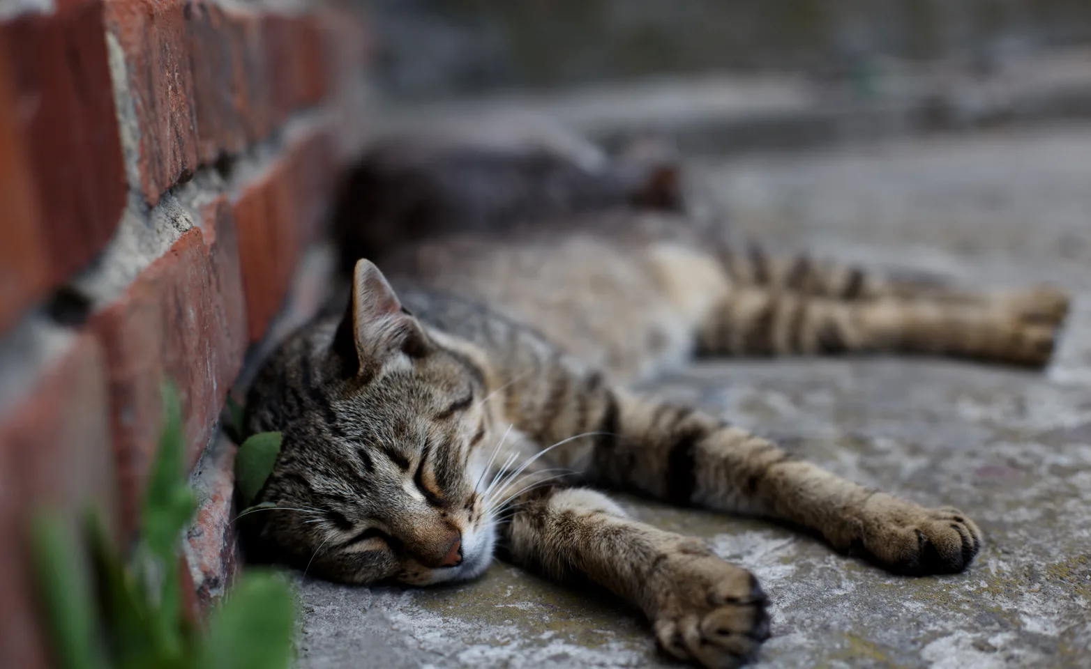 Cat laying by a brick wall