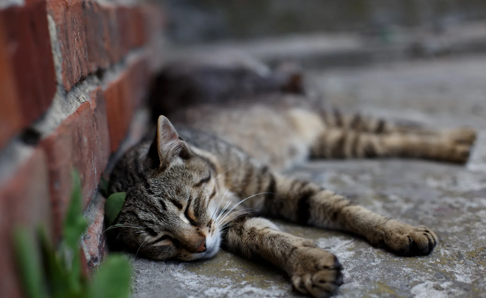 Cat laying by a brick wall Cat laying by a brick wall