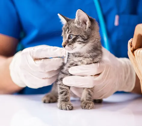 Kitten getting examined by a staff member Kitten getting examined by a staff member