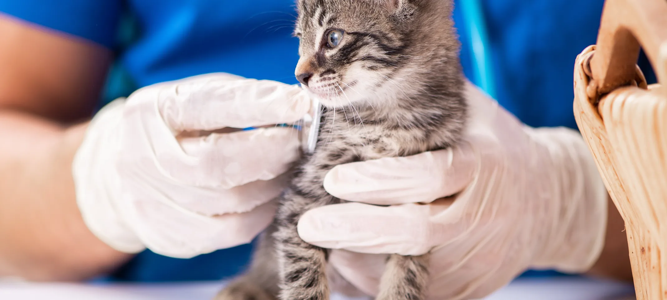 Kitten getting examined by a staff member Kitten getting examined by a staff member