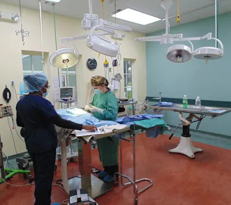 Cat in surgery Cat in surgery