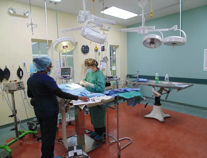 Cat in surgery Cat in surgery