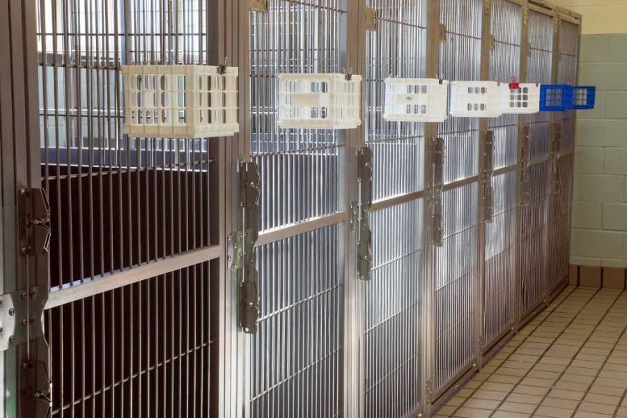 kennel