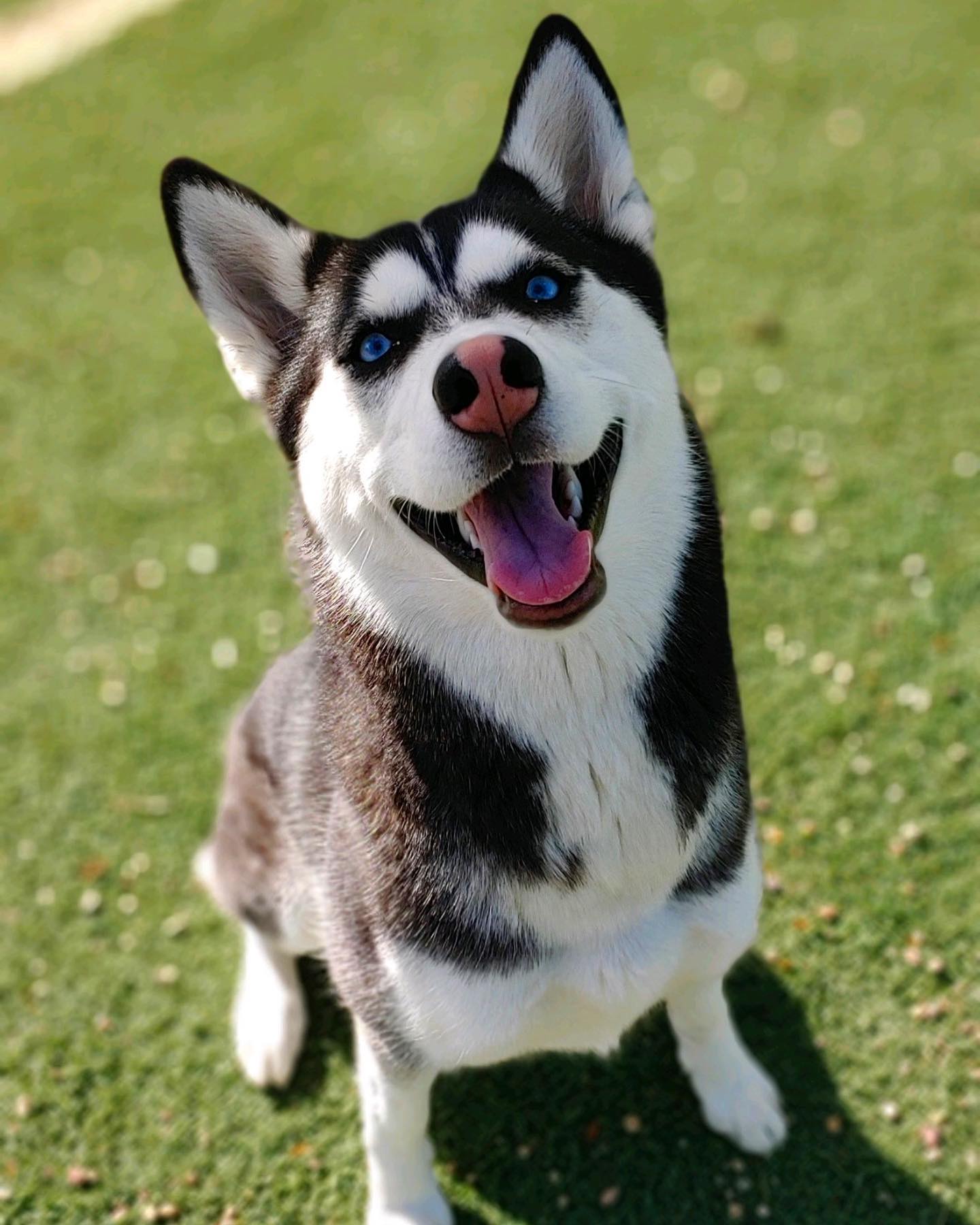 Husky