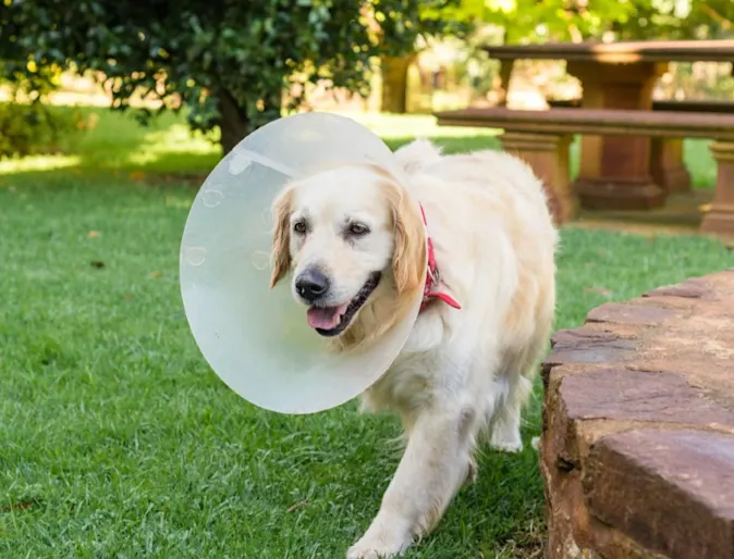 Large dog wearing a cone around its neck while walking outside Large dog wearing a cone around its neck while walking outside