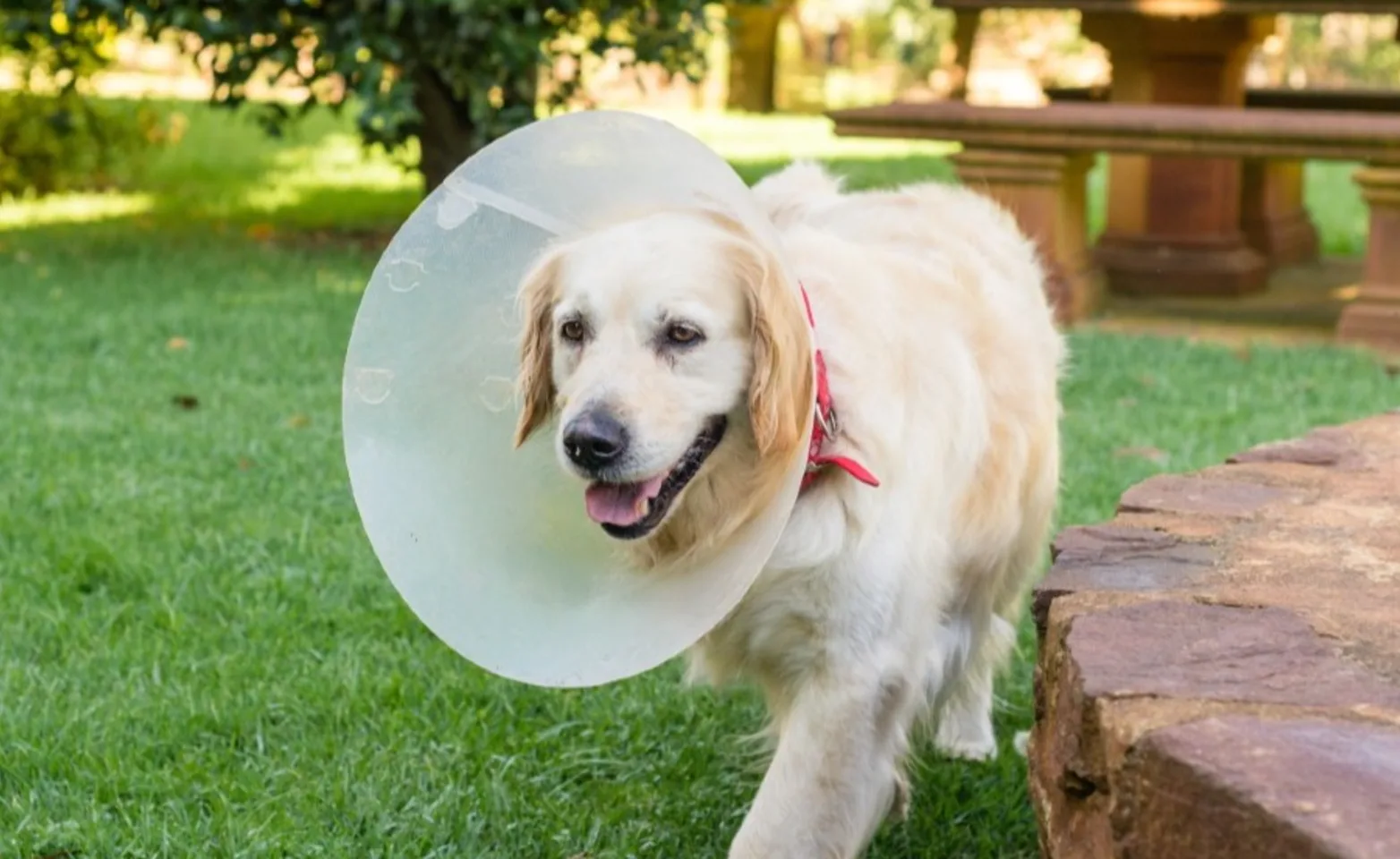 Large dog wearing a cone around its neck while walking outside