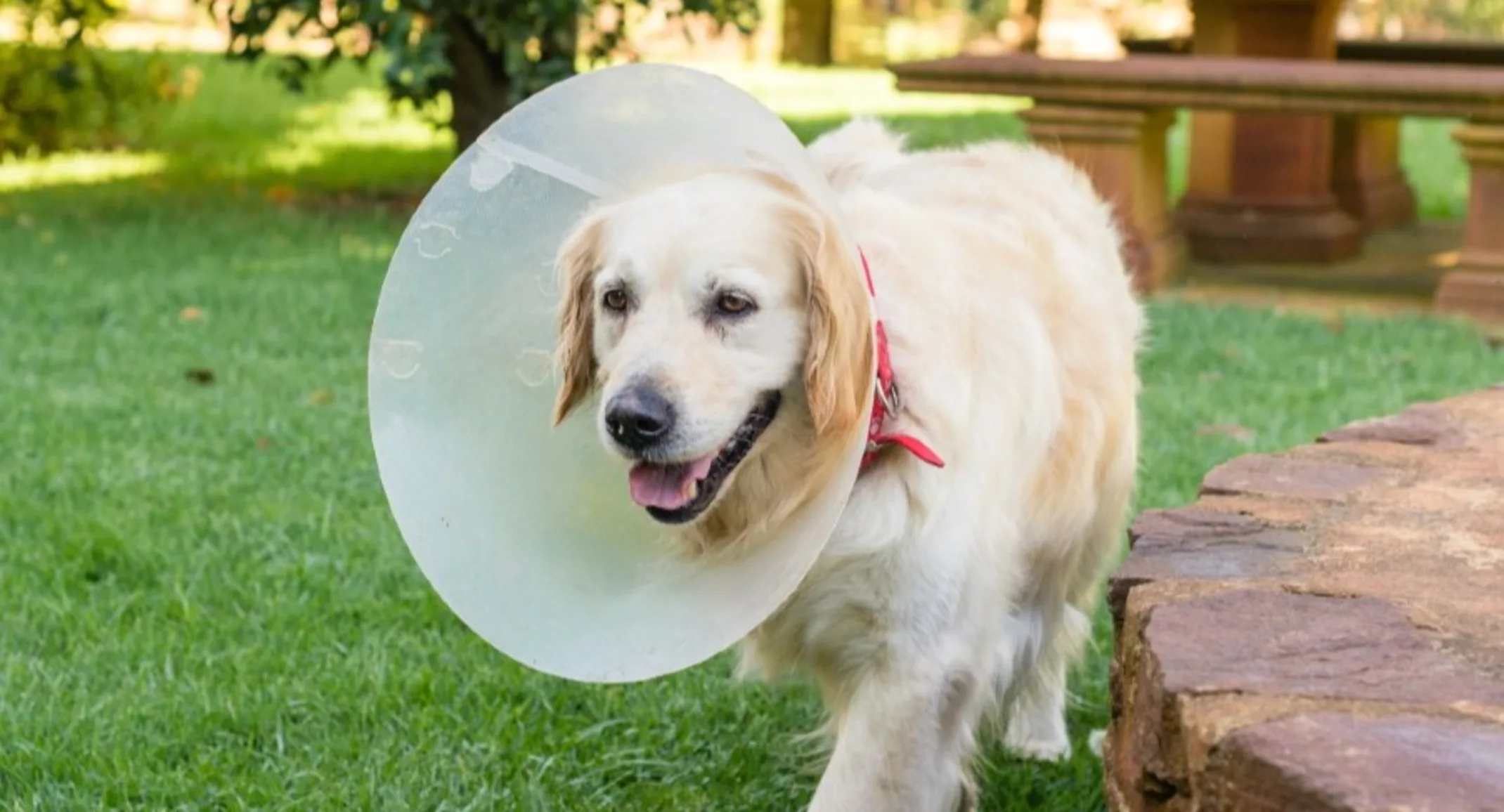 Large dog wearing a cone around its neck while walking outside Large dog wearing a cone around its neck while walking outside