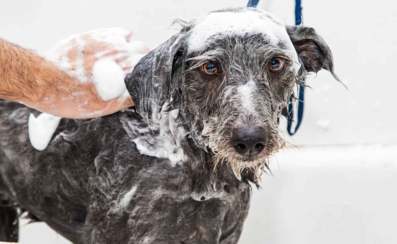dog bath bubbles dog bath bubbles